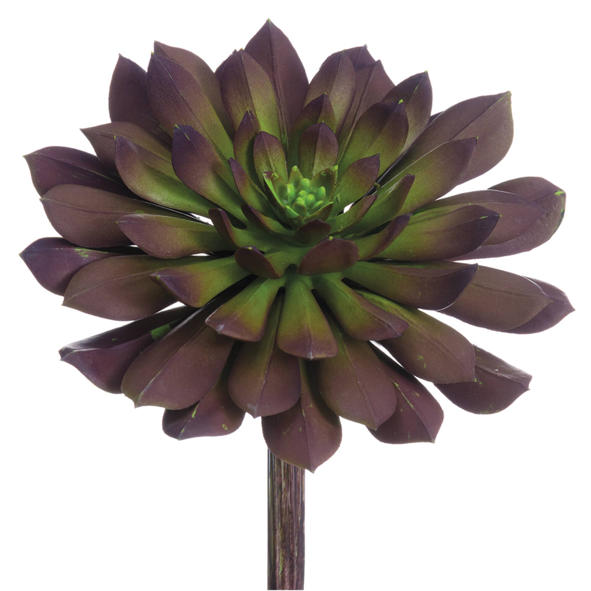 Soft Touch Plum & Green Echeveria Pick